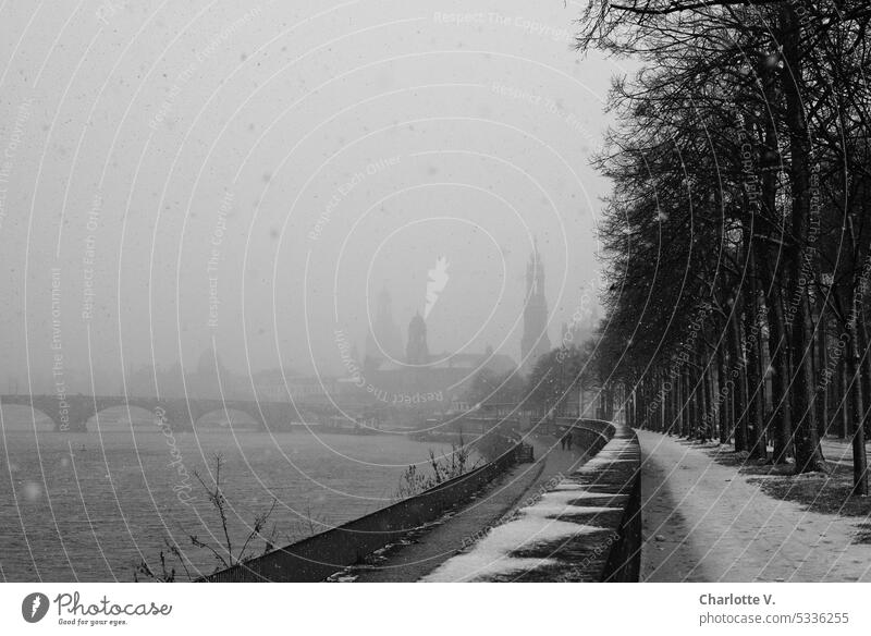 It's snowing in Dresden! Promenade along the Elbe Snow snowflakes Winter Snowfall Cold winter Winter mood Winter's day Weather White snow flurries Environment
