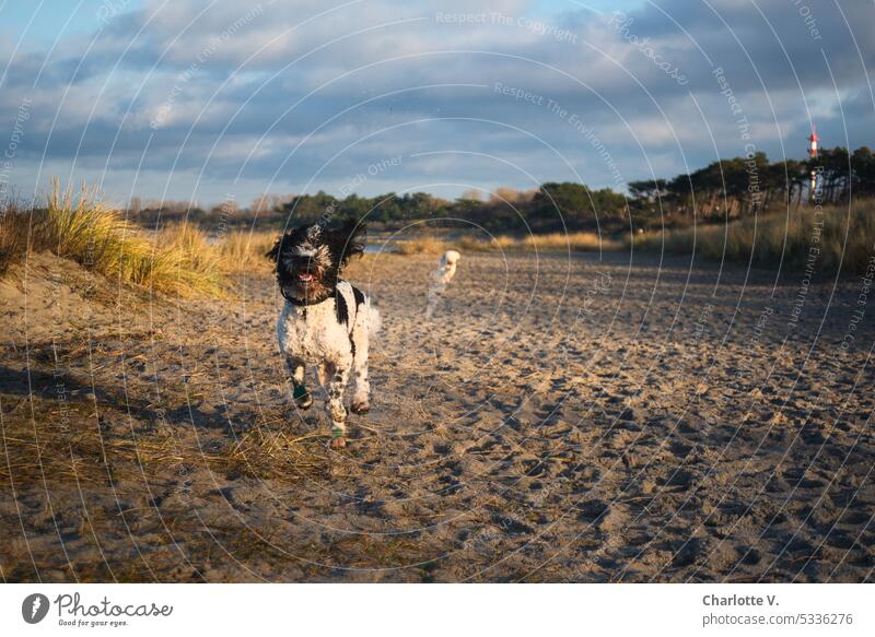 Baltic Sea | Dogs on the beach dogs pets Animal portrait Exterior shot Pet Colour photo curly dog curly dogs Beach evening mood Walking Running