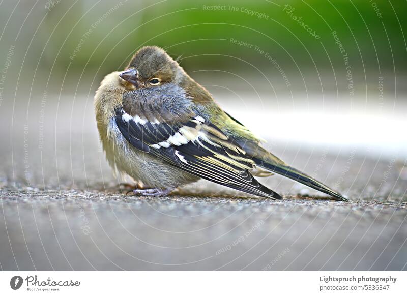 Close-up of a chaffinch sitting on the footpath. Sit Street Ornithology Beak Beauty & Beauty Bird Brown City color picture Cute Day Feather Garden gray color