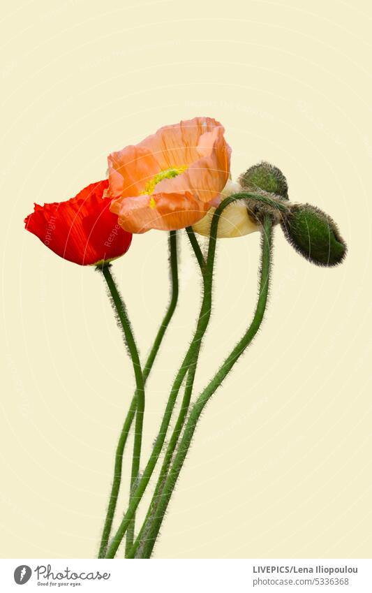 Poppy flowers in various colors poppy seed petals nature copy space backgrounds outdoors sun day sunlight daylight red color orange color fragility flower head