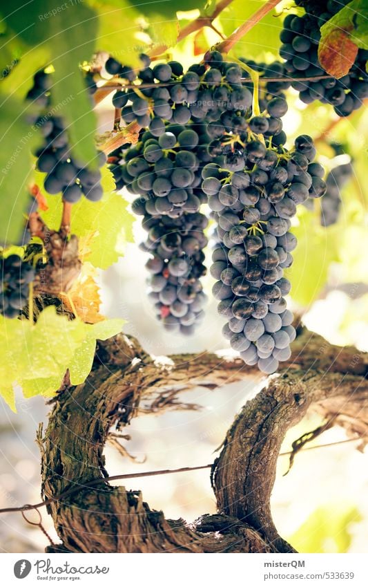 French Style XXXVII Art Esthetic Contentment Wine Vine Vineyard Bunch of grapes Wine growing Grape harvest Winery Mature France Provence Colour photo