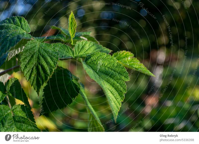 Small drops of dew on the green leaves of a raspberry bush leaf nature dripped raindrop garden plant growing growth weather wet foliage stem liquid summer