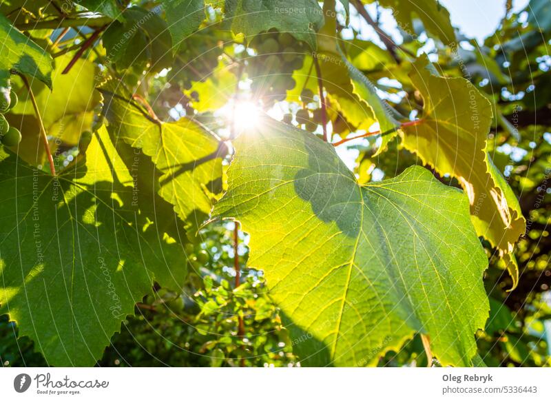 The sun shines through the green foliage of grapes. agriculture plant harvest vineyard wine nature fruit rural leaf fresh growth ripe grapevine winemaking field