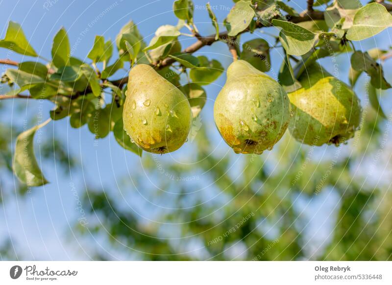 Ripe green wet three pears on a large tree branch against a blue sky. fruit vitamin healthy food organic ripe leaf harvest raindrop juicy agriculture closeup