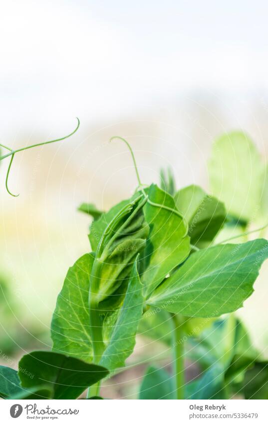 Young pea leaves growing in a field close-up young green leaf food plant vegetable bean crop nature agriculture organic growth gardening foliage produce land