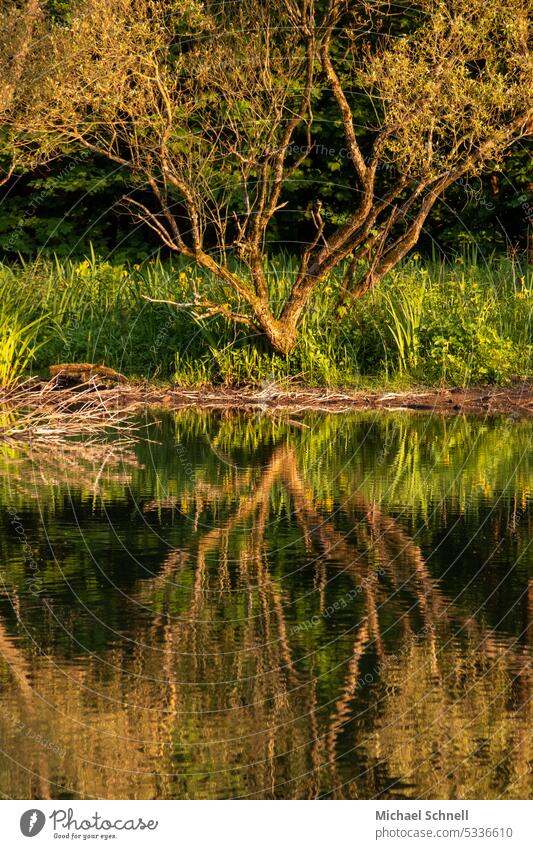 Reflection in river reflection Reflection in the water River evening sunlight Evening sun tranquillity still water silent Peace Peaceful peaceful atmosphere