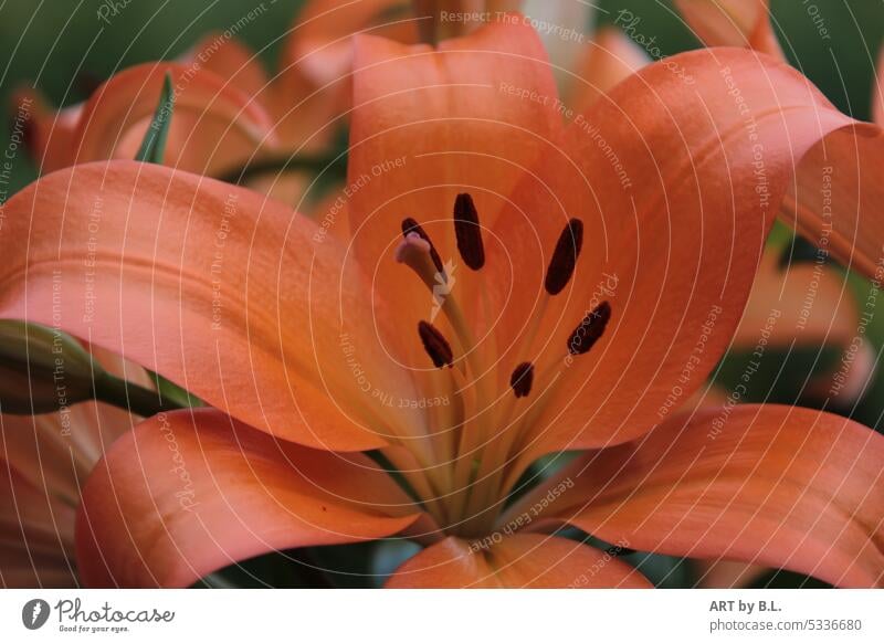 Lily portrait lily bud Close-up Flower Summer Orange Stamp Blossom Colour photo Nature flower floral Noble Delicate Garden macro lily leaves Lily blossom petals