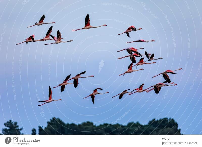 A flock of greater flamingo  with young near Aigues-Mortes in the Camarque in flight over the wetlands Animal Bird France Nature Phoenicopterus roseus Protected