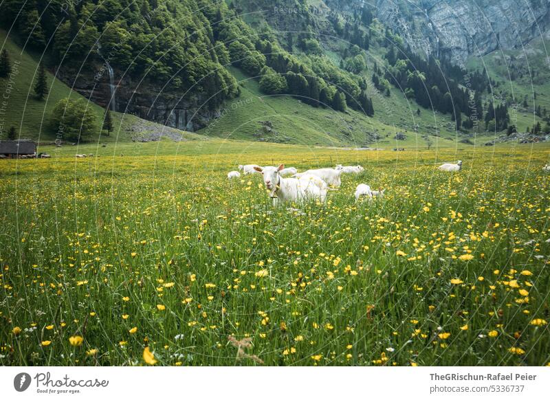 Alp with goats on the meadow Meadow Alpstein Appenzell Mountain Landscape Hiking Canton Appenzell Exterior shot Nature Colour photo Tourism Switzerland animals