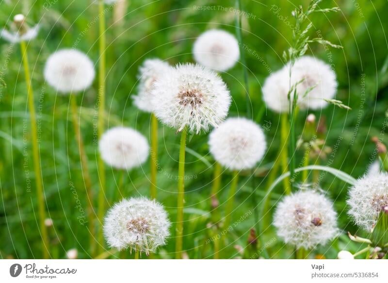 White dandelion flowers white nature grass green meadow plant spring background summer wind beauty fresh sunlight blossom weed seed design pollen floral macro