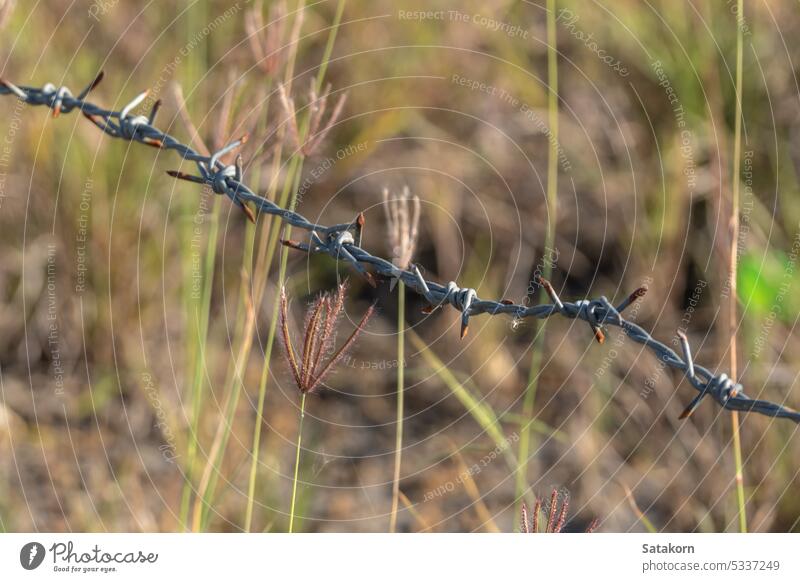 Rusty barbed wire fences are sharp and aggressive metal security danger protection steel boundary defense farm barrier line outdoor background rusty border
