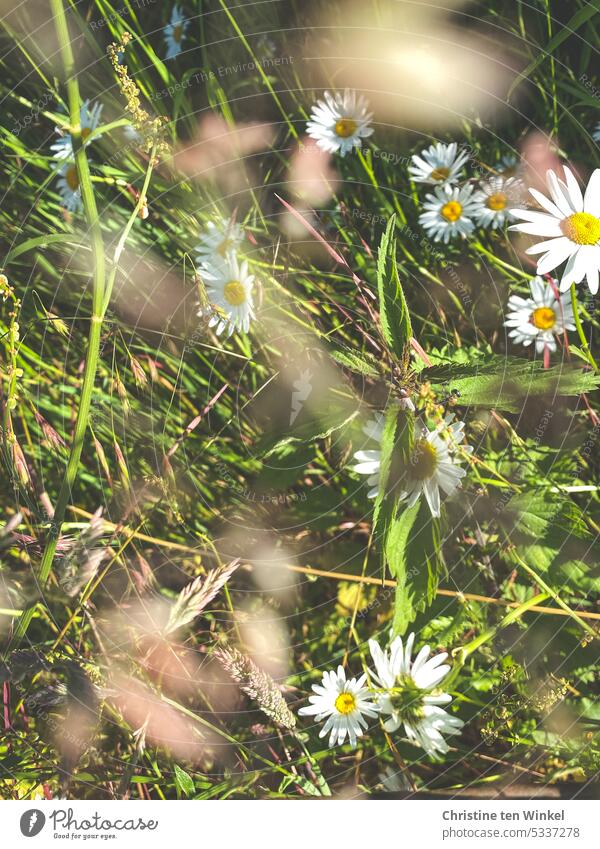 Daisies in a meadow marguerites Grass Meadow daisies meadow flowers Green Nature Sunlight Summery Idyll Peaceful Environment wild flowers Blossoming pretty