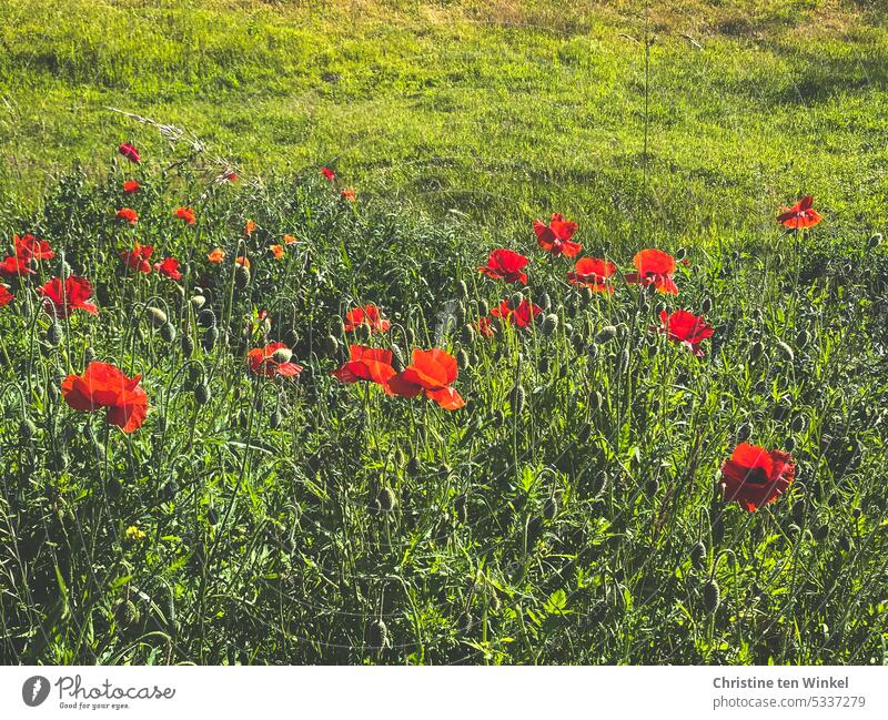 Corn poppy on a meadow Poppy poppy meadow Light Summer Meadow pretty Red Blossoming wild flowers Climate protection Environmental protection Peaceful Idyll