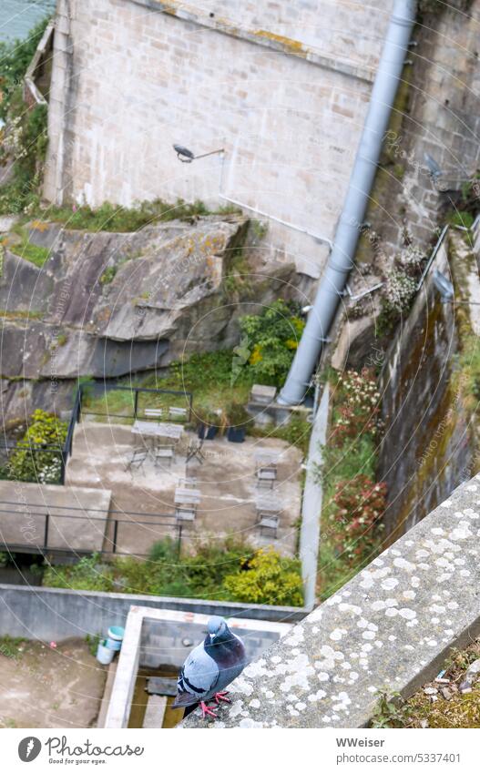 The dove sits on a wall on the precipice, below you can see blurred the remains of old backyards Wall (barrier) Pigeon Bird Wall (building) Deep conduit Town