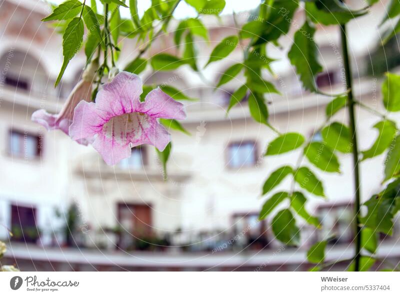 A Mediterranean courtyard, the curved facade of a residential building and a delicate flower Interior courtyard Apartment Building Flower South warm Blossoming
