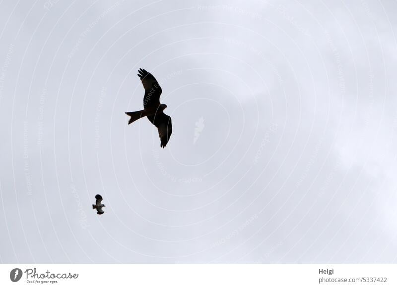 Kite and lapwing flying in the air against blue gray sky Bird two Silhouette Sky Clouds Nature Spring Animal Flying Red kite Bird of prey Exterior shot