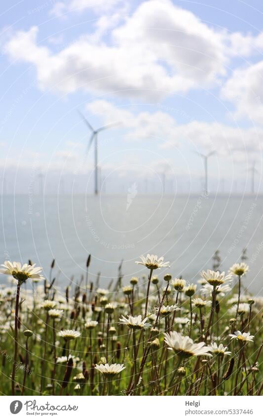 Comparison | Flower meadow and wind turbines flowers Margarites blossom Spring Water Ijsselmeer dutch Netherlands windmills Wind energy plant offshore