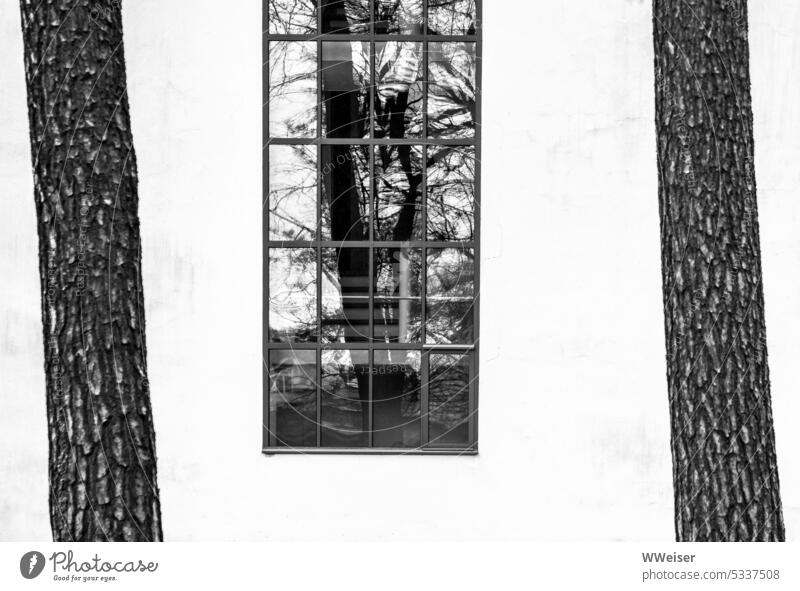 Two pine trees grow in front of the house, a bare deciduous tree is reflected in the window Facade Demanding geometric Organic Contrast Tree trunk Jawbone