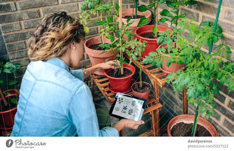 Woman using gardening app with artificial intelligence to care plants of urban garden on terrace woman gardener female unrecognizable application ai tablet