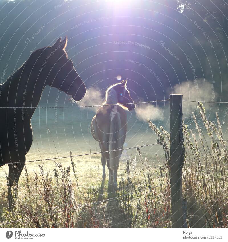 two horses in the pasture on a foggy autumn morning with diffused sunlight Horse Animal 2 Willow tree Meadow Fence Fog Haze Breath Grass Nature Landscape Autumn