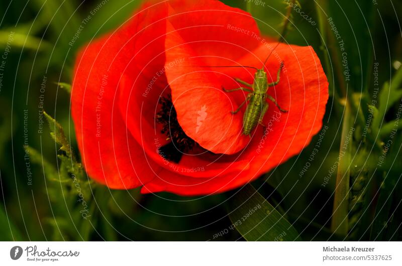 a red corn poppy flower with green hay fright Nature Meadow Calm Exterior shot Colour photo Deserted Landscape Copy Space Environment Day Copy Space top Grass
