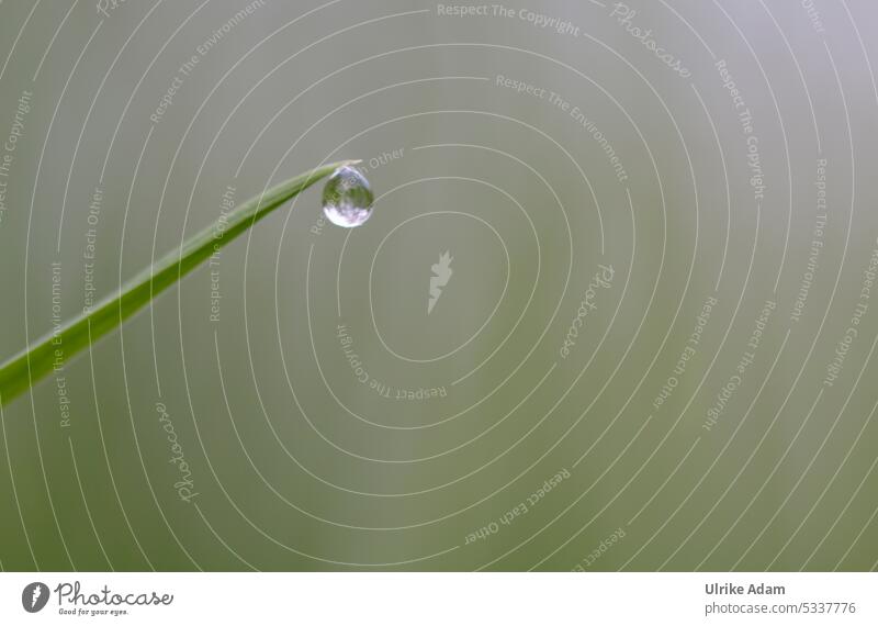 Mainfux| The only dewdrop in all of Karlstein Exterior shot Wet Damp blade of grass Nature Structures and shapes Detail Macro (Extreme close-up) Close-up Water