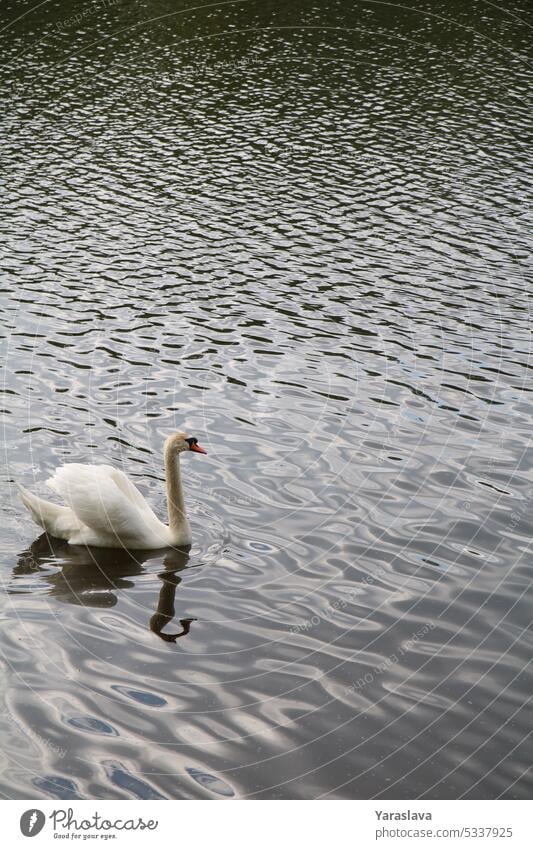 photo of a white swan barking on water swim alone nature animal bird lake without people