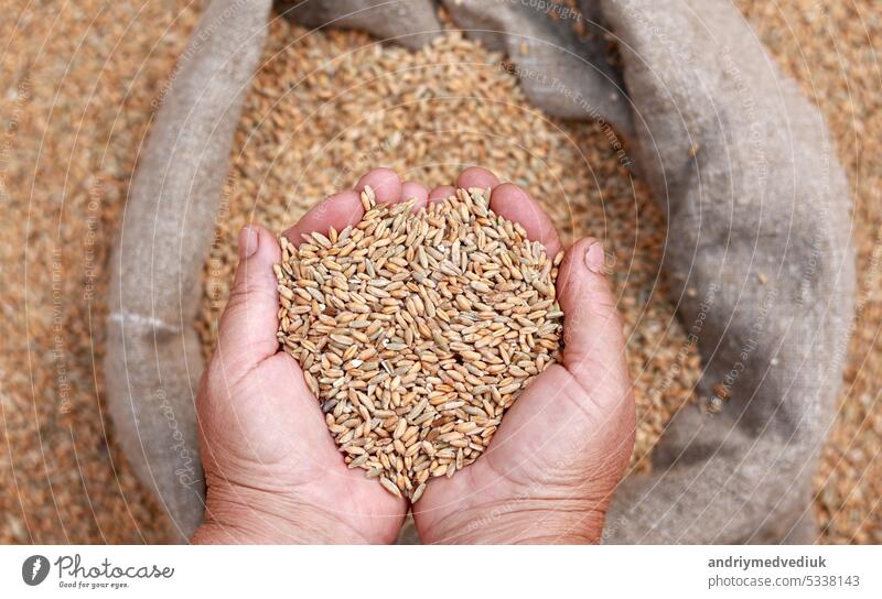 Wheat grains in a hand after good harvest of successful farmer. Hands of farmer puring and sifting wheat grains in a jute sack. agriculture concept. Business man checks the quality of wheat.