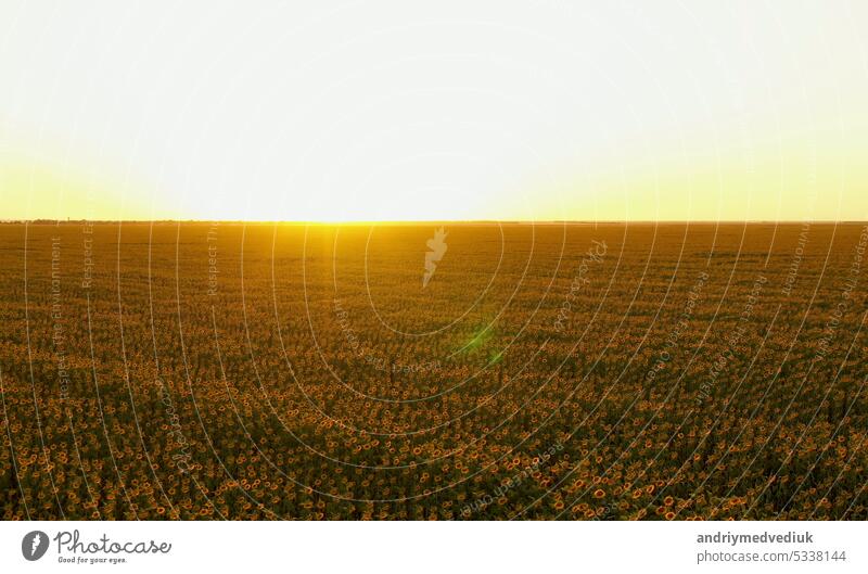 Beautiful aerial view of flowering organic sunflowers field while sunset. Drone flying over agriculture field with blooming sunflowers and sunlight. Summer landscape with big yellow farm field