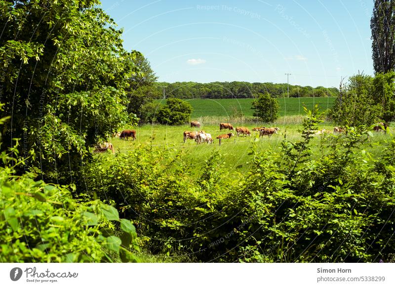 Cows on a meadow between trees cows pasture grazing Free-range rearing Organic produce Organic farming Agriculture Farm animal Keeping of animals Meadow