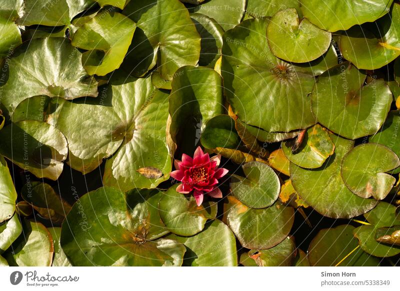 Water lily pond with flower Water Lily Pond Blossom Water lily pads Aquatic plant Lake overgrown romantic Nature Beauty & Beauty Lonely Overlay pile