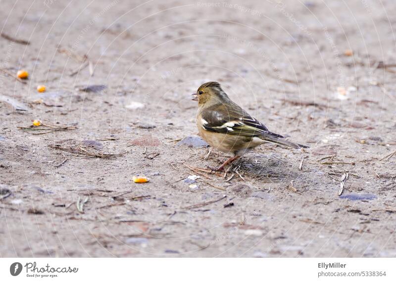 Native birds: Chaffinch female Bird Animal Nature Brown Beak Small Environment Feather Domestic Ornithology indigenous species Female chaffinch Cute songbird
