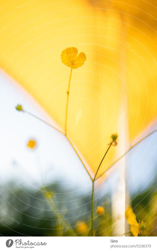 Sharp buttercup in front of yellow parasol Buttercup Sunshade Crowfoot Flower Blossom Plant Summer Exterior shot Deserted Yellow Shallow depth of field