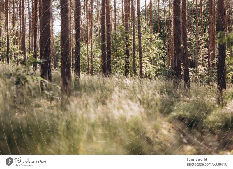 Summer pine forest with grass Forest Grass pines Brandenburg Nature Exterior shot Tree Landscape Environment Deserted Colour photo Day Green Jawbone Wood Brown