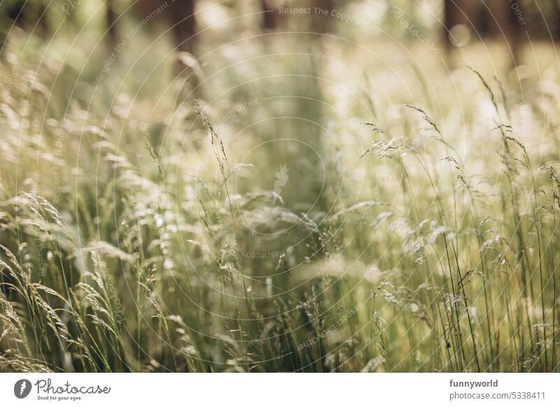 Grass field in summer grasses Summer Yellow Bright Seeming vivacious Graceful undulating Soft Sync by honeybunny Splendid Velvety Bushy tough naturally Delicate
