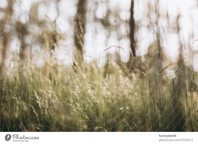 Grasses in the delicate sunlight grasses Sunlight Delicate Summer Forest grasses Meadow Nature Plant naturally Environment Exterior shot Wild plant Close-up