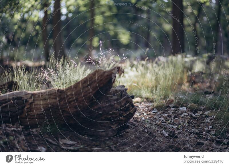 Grasses behind tree trunk in forest Forest Tree trunk grasses reclining covert Delicate Sunlight Bright Dark Contrast Woodground Nature Deserted Exterior shot
