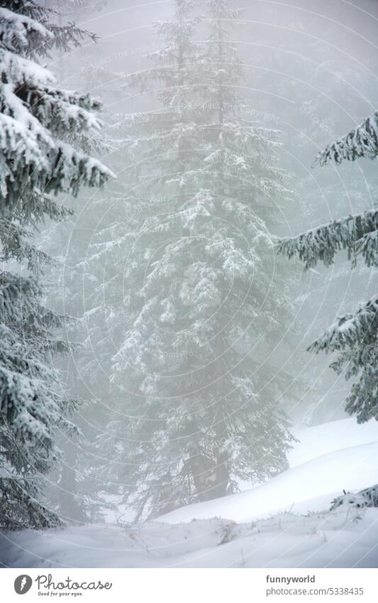 Snow covered tree in fog Winter Fog Tree snow-covered fir tree Christmas Christmas tree christmas tree Christmas & Advent Fir tree somber foggy winter Lonely