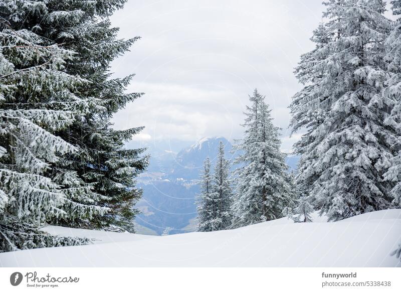 Snow covered fir trees in the mountains White snowy Frost Alpina snowcap Winter magic winter landscape icily Cold chill Winter flair Fabulous Winter panorama