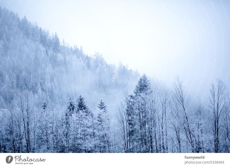 Snow covered treetops Winter Cold Tree Frost Fog Exterior shot White Deserted Forest Day Nature Gray Weather snowy Tree tops slope Winter forest Cloud forest