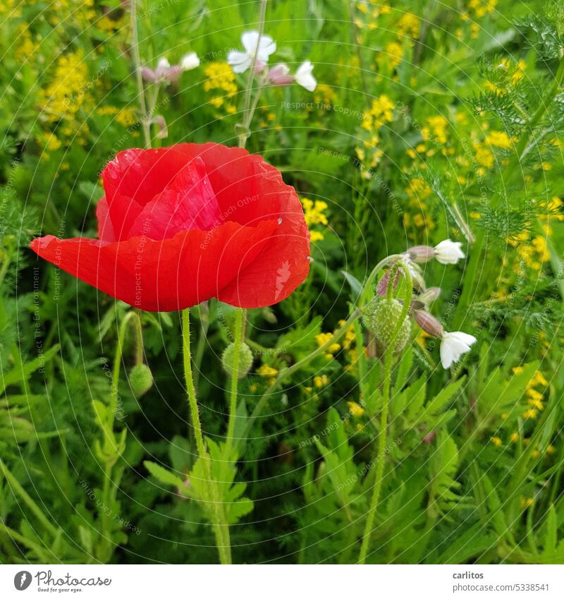 Poppy day on Tuesday | lonely beauty, I had a photo for her Flower Blossom Red Summer Nature Plant Poppy blossom Corn poppy Meadow Field Idyll Wild plant