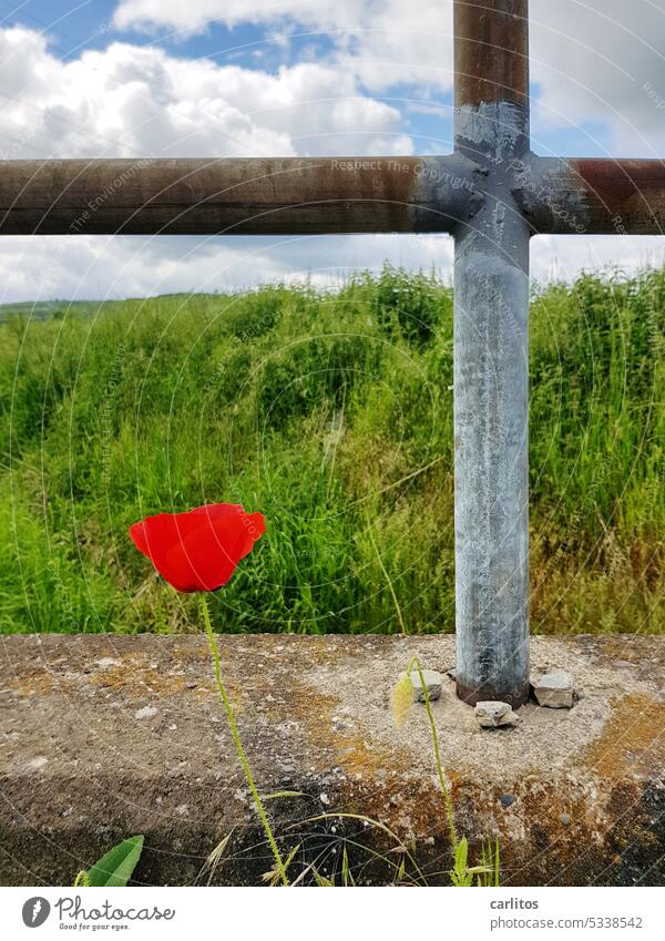 Poppy Monday | Concrete and steel as a male component Flower Blossom rail Metal Crucifix Aspire Weed Meadow wayside Plant Nature Summer Red Poppy blossom