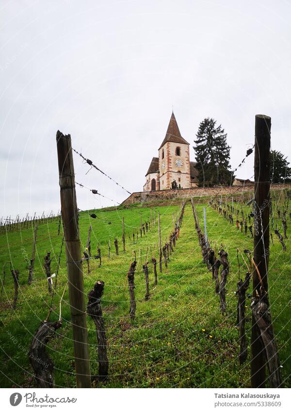 View of Hunawihr, with the fortified Saint-Jacques-le-Majeur Church and vineyards as seen from the vineyard below it in the Alsace region of France in spring on a cloudy day