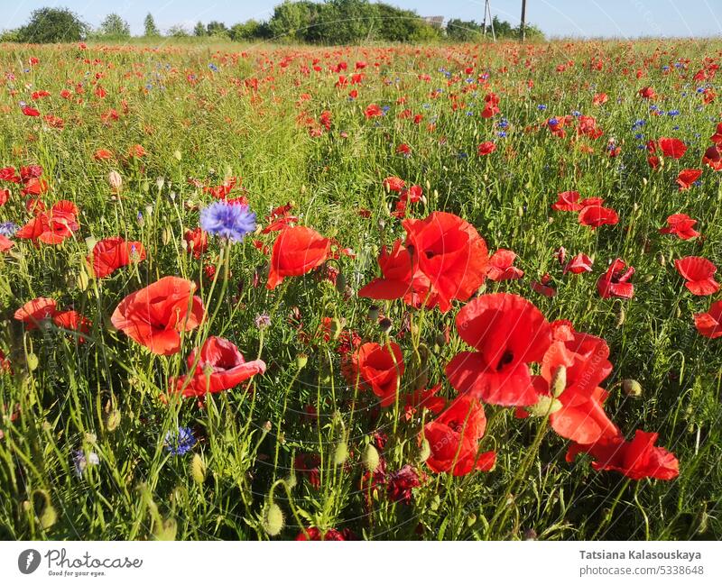 Meadow of Papaver rhoeas, with other names common poppy,corn poppy, corn rose, field poppy, and red poppy in sunlight flowers flowering blooming Blossom petal