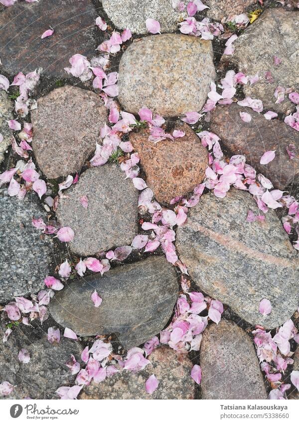 Abstract spring background. Pink flower petals falling on the stone pavement. abstract pink nature season floral blossom abstract background vibrant colorful