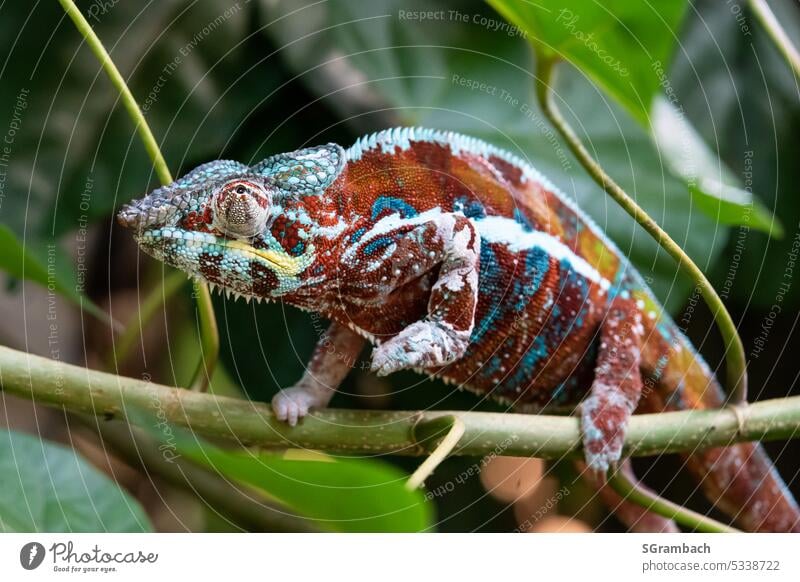 Chameleon - panther chameleon on branch Reptiles Animal Colour photo Close-up Animal portrait Exotic Observe Wild animal Multicoloured Tropical Adaptable