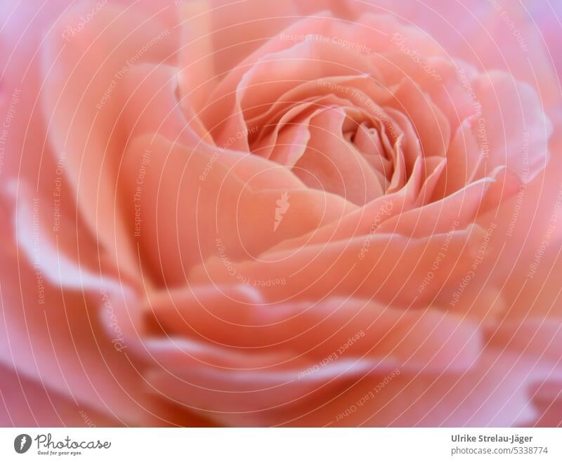 apricot rose | view from the essence pink Blossom Rose blossom Plant Romance Blossoming blurriness Blossom leave petals Detail Close-up open blossomed