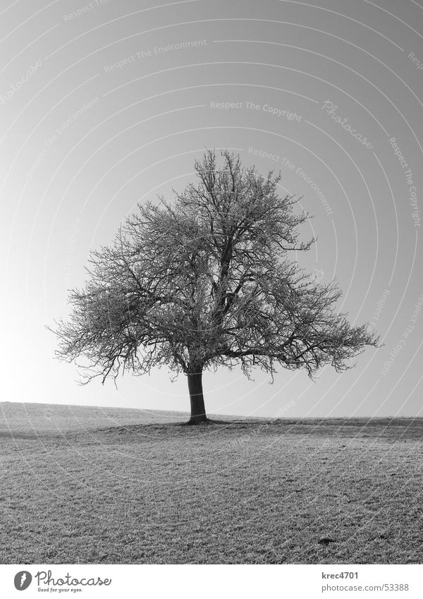 One individual Tree Meadow Individual Sun Winter Pasture Loneliness Black & white photo Hoar frost