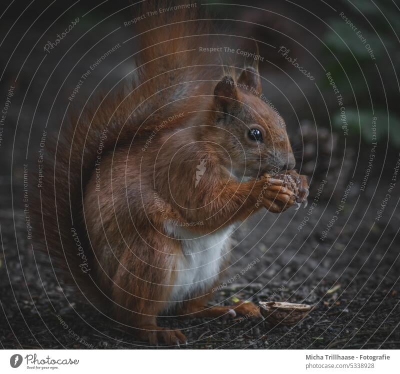 Squirrel with a nut in his paws sciurus vulgaris Wild animal Animal face Pelt Rodent Paw Claw Forest Tails Ear To feed Animal portrait Fir cone Detail Close-up