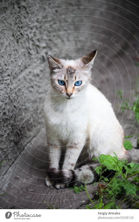 Cat with blue eyes Blue Charming Claw Mammal Green White Paw inquisitorial Tail kitten Ball Wool short-haired Pelt Carnivore feline Household Gray portrait Eyes
